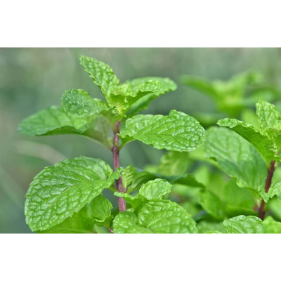 Picture of Mint / Pudia Sd 40+ pcs Seed - পুদিনা পাতা বীজ -  ৪০+ টি