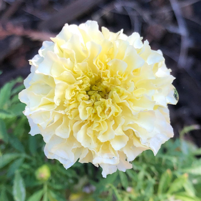 Picture of সাদা গাদা ফুল / Marigold White Color - 20 pcs Seed - F2 Hybrid