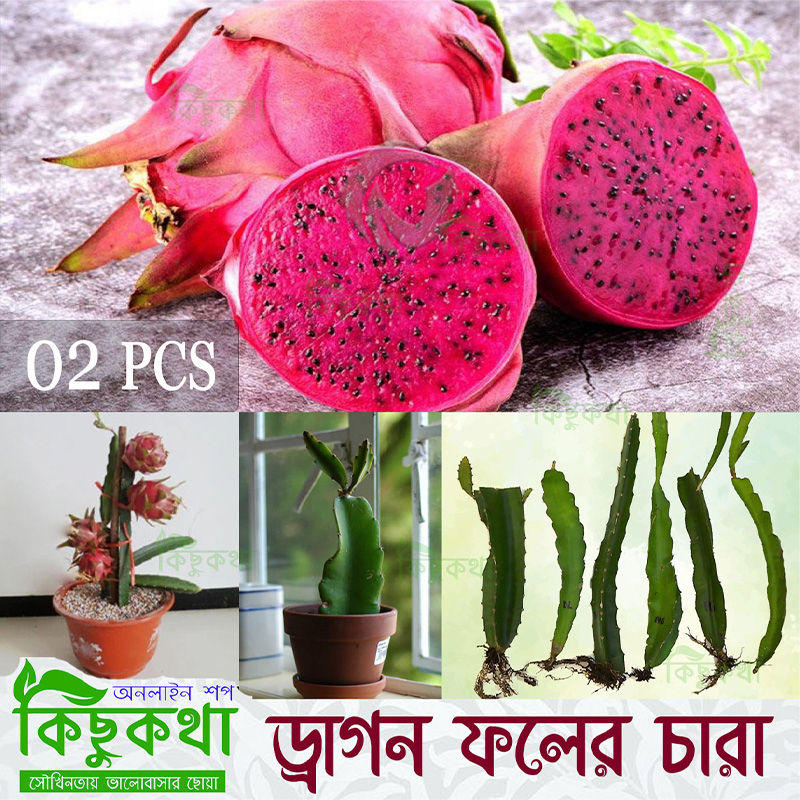 Picture of Dragon Fruit Live Plant - 02 pcs Red Dragon Plant With Root (8-12 inch Plant))