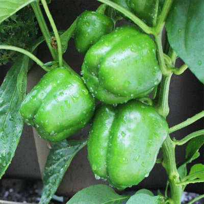 Picture of 3 Type Chili Seed Combo Pack - Capcicum, Long Chili & Suryamukhi Chili- ক্যাপসিকাম, লম্বা মরিচ ও সূর্যমুখী মরিচের  যথাক্রমে ২৫, ৫০ ও ২০ টা করে বীজ থাকবে - Combo code - veg1