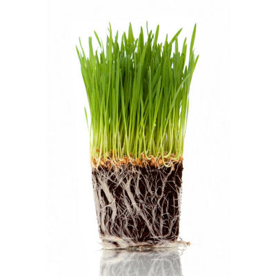 Picture of Cat Grass Seed  - 20 grams 4000 pcs+ Seeds for Feeding Other Animals Along with Cat, Sowing Seeds for Feeding Animals