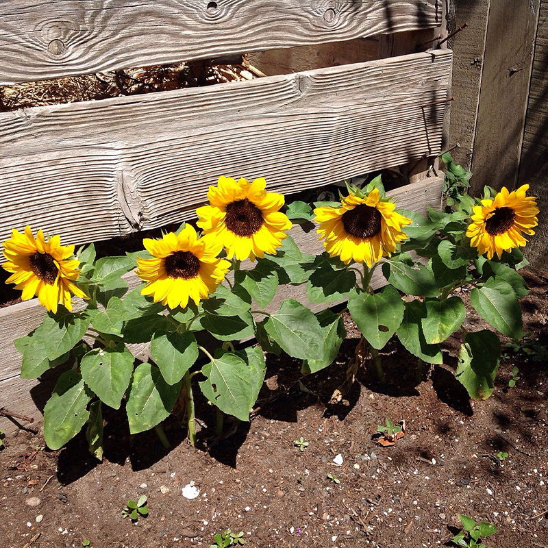 Picture of Sunflower - 50+ pcs Hybrid Seed All Season - Repack
