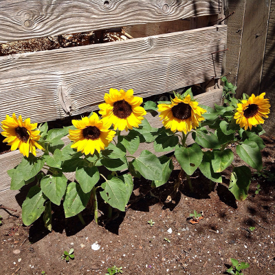 Picture of Sunflower - 50+ pcs Hybrid Seed All Season - Repack