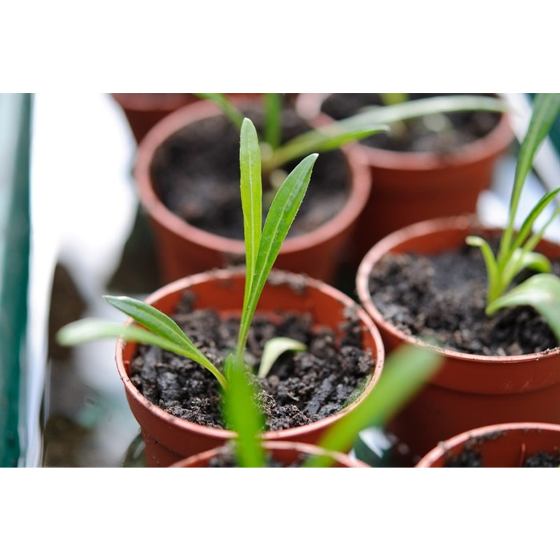 Picture of Gazania Flower Seed - 15+ Seed Multicolor Flower