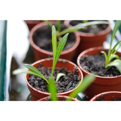 Picture of Gazania Flower Seed - 15+ Seed Multicolor Flower