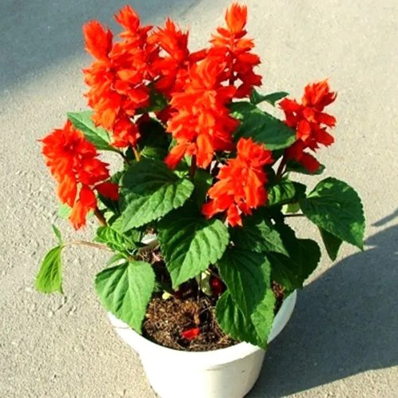 Picture of Silvia Flower Seed - 20+ pcs Seed Mixed Color - সিলভিয়া ফুলের বীজ মিক্স কালার ২০+ টি বীজ রিপ্যাক