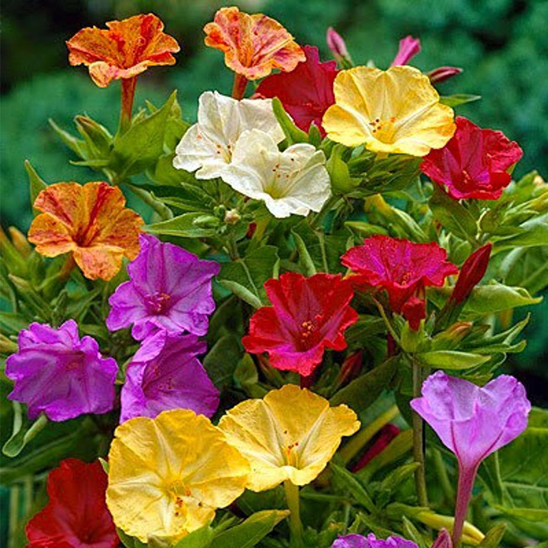 Picture of Sondha Maloti Flower Seed 10 pcs / সন্ধ্যামালতি ফুল - ১০ টি বীজ - মিক্স কালার