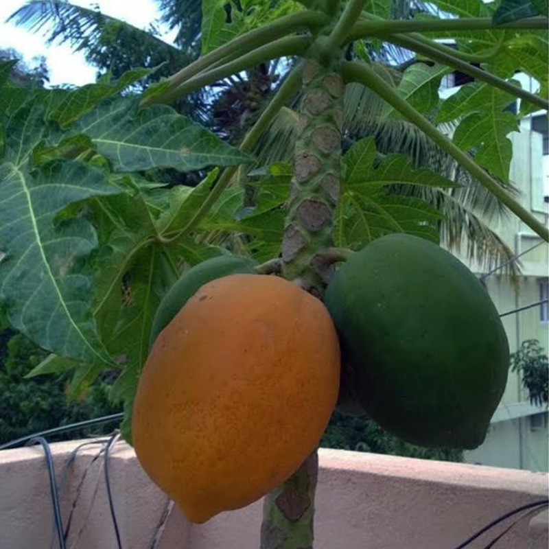 Picture of পেপে (Papaya seeds) বারমাসি হাইব্রিড জাতের ২৫+ বিজ