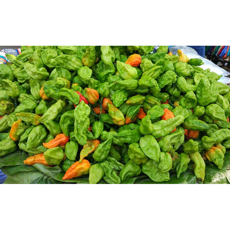 Picture of বোম্বাই মরিচ বা নাগা মরিচ  - ২০+ টি বীজ