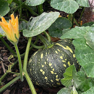 Picture of Pumpkin Seed (মিষ্টি কুমড়া) - 20+ pcs Seed - All Season