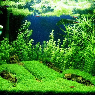 Picture of Aquarium Plant Grass Seed 100+ pcs Each Pack for Under Water Plant Select From 7 type plant
