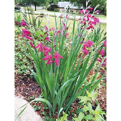 Picture of Gladiolus Flower Bulb 3 pcs Bulb/Tuber (Large Seeds) - Mix Color
