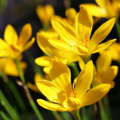Picture of হ্লুদ রেইন লিলি ফুলের বাল্ব/কন্দ - 02 pcs Yellow Rain Lily  Bulb - Mature or Mother Size