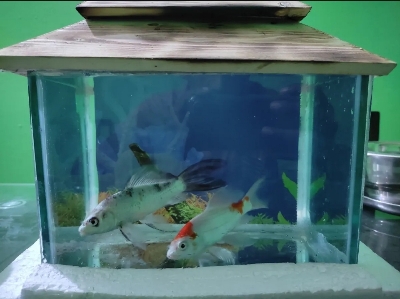 Picture of Glass Made Deshi Aquarium For Fish With All Accessories You Don't Have To Buy Anything (Big Size 18x9x10 Inches)