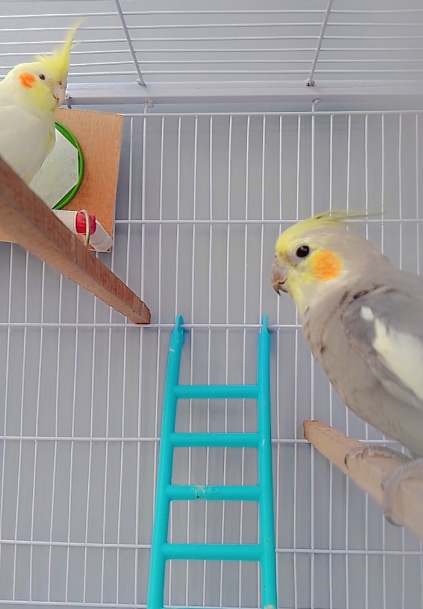 Picture of Bird ladder fun cage toy  for bird training 1Pieces