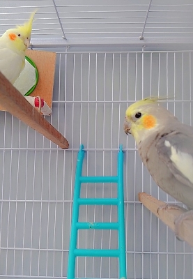 Picture of Bird ladder fun cage toy  for bird training 1Pieces
