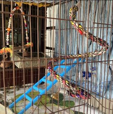 Picture of Bird ladder fun cage toy  for bird training 1Pieces