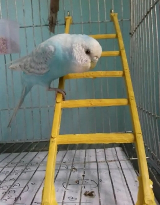 Picture of Bird ladder fun cage toy  for bird training 1Pieces