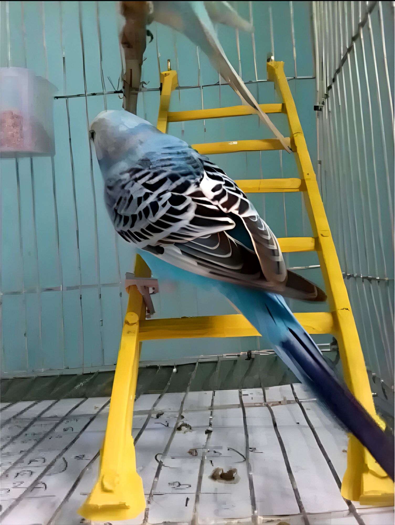 Picture of Bird ladder fun cage toy  for bird training 1Pieces