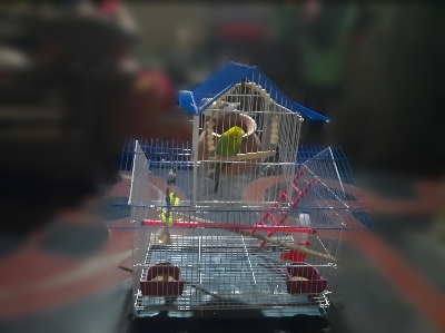Picture of Home Shape Big Size China Premium Metal Bird Cage (2025) With All Accessories Cash On Delivery Available