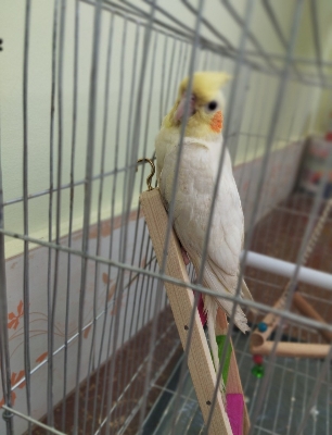 Picture of 1 Feet Long Wooden Bird ladder fun cage toy for bird training  1pcs