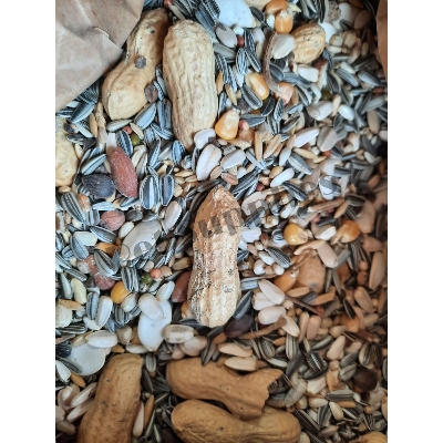 Picture of Scarlet Macaw / Cockatoos / Parrot Premium Seed Mix With Pumpkin Seed As Same As Picture 1kg