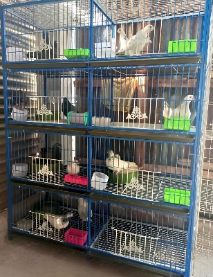 Picture of 8 Floor Nut System Folding Cage Made by 13no Wire With plastic coded on China Model Pigeon Cage Each Floor Cash On Delivery Available