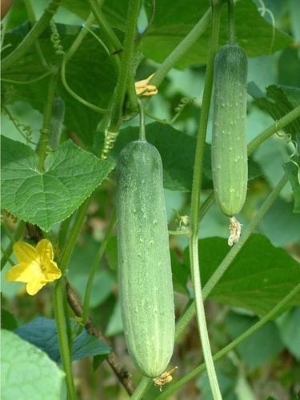 Picture of 20 Pcs per packet Organic Cucumber Seeds