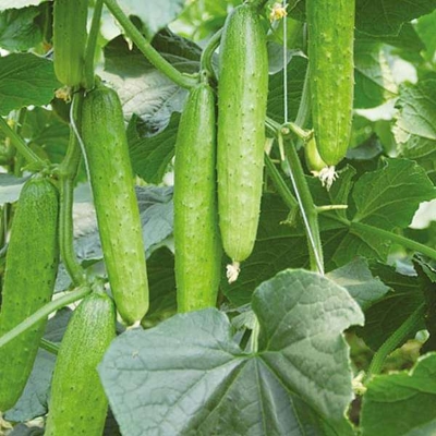 Picture of 20 Pcs per packet Organic Cucumber Seeds