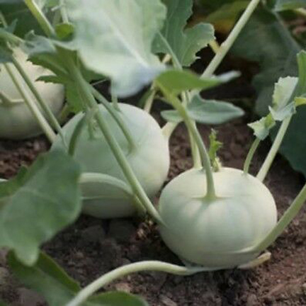 Picture of Green Olkopi/Shalgom Vegetable Seeds- 30+ Pcs Seeds