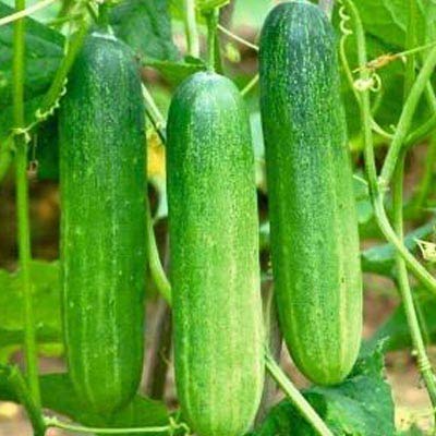 Picture of organic 20 Pcs hybrid  fresh Cucumber Seeds