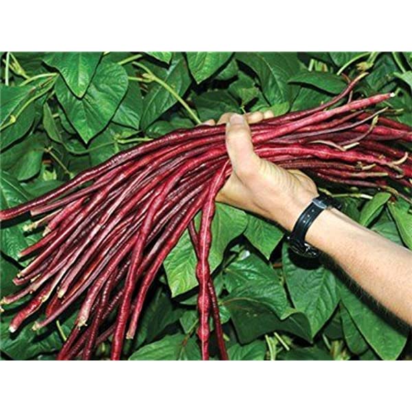 Picture of All Season Red Organic Long Bean Seeds  - 10 Pcs seeds