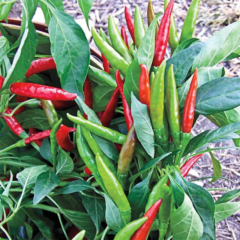 Picture of Deshi Long Spicy Green Chili Seeds  - 30 Pcs 