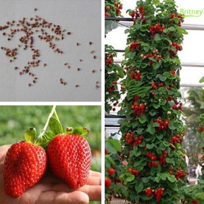 Picture of All Season Giant 30 Pcs Red SweetStrawberry Seeds - 30 Pcs Seeds