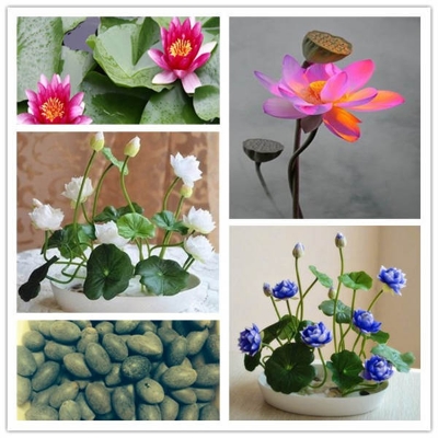 Picture of Global Water Lily Bonsai seeds- 5 Pcs (Lotus) seedS
