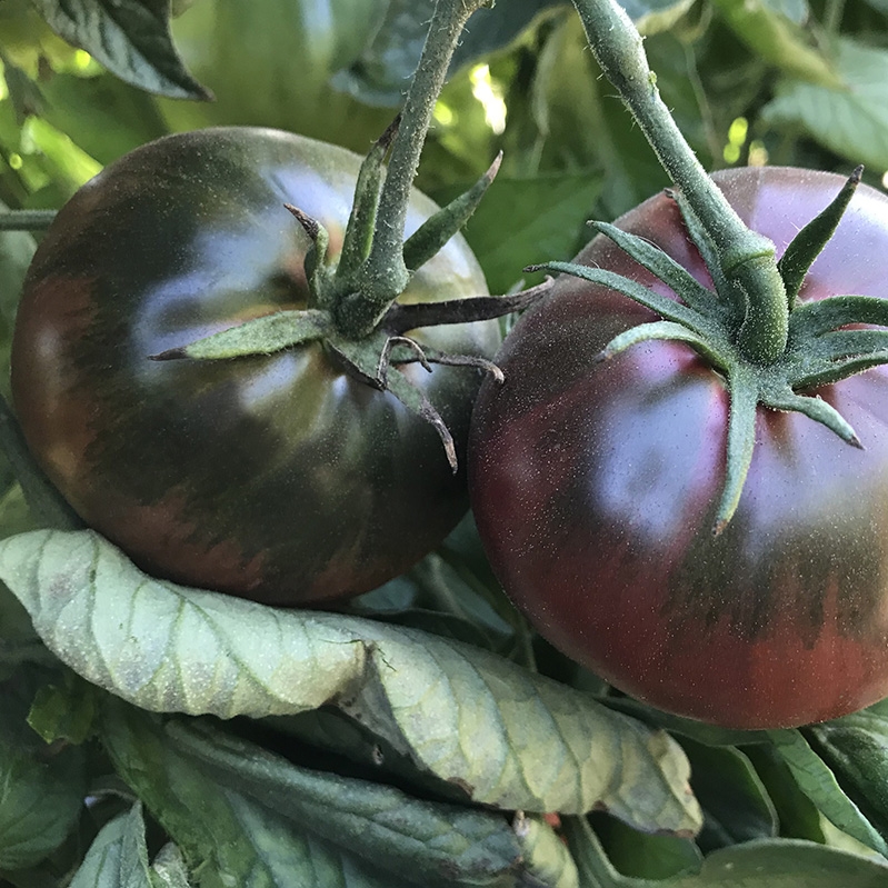 Picture of All Season Global Black Cherry Tomato Vegetable Seeds - 20 Pcs Seeds