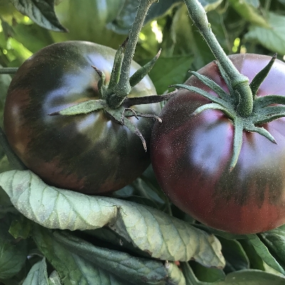 Picture of All Season Global Black Cherry Tomato Vegetable Seeds - 20 Pcs Seeds