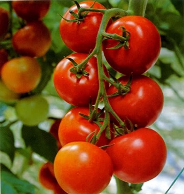 Picture of Hybrid Hot Tomato Seed 30pcs Seeds