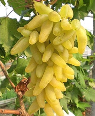 Picture of Egrow 15 Pcs/Pack Sweet Finger Grape Seed Garden Planting Potted Fruit Grapes Plant-15Pcs Seeds