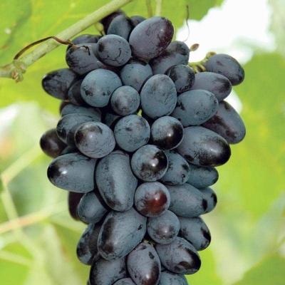 Picture of All Season 20 Pcs Black Sweet Finger Grape America Giant Grape Bonsai