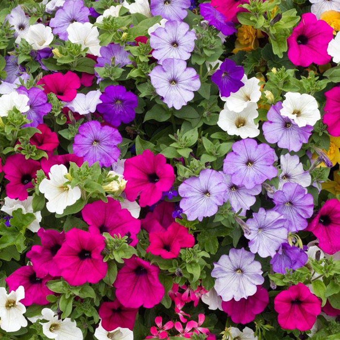 Picture of All Season Global Mix Petunia - 35+ Seeds
