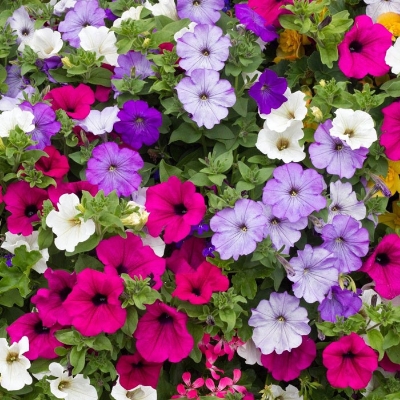 Picture of All Season Global Mix Petunia - 35+ Seeds