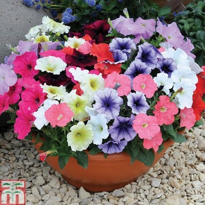 Picture of All Season Global Mix Petunia - 35+ Seeds