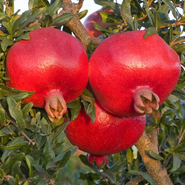 Picture of All Season Red Sweet Vedana Fruit Bonsai Seeds - 10 Pcs Seeds