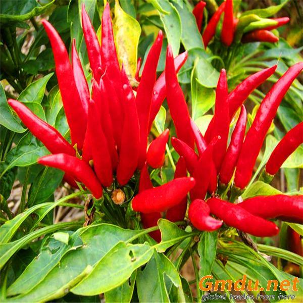 Picture of 15 Pcs - Natural Organic Red Spicy Chili Tree Seeds