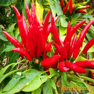 Picture of 15 Pcs - Natural Organic Red Spicy Chili Tree Seeds