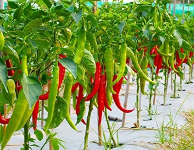 Picture of 15 Pcs - Natural Organic Red Spicy Chili Tree Seeds