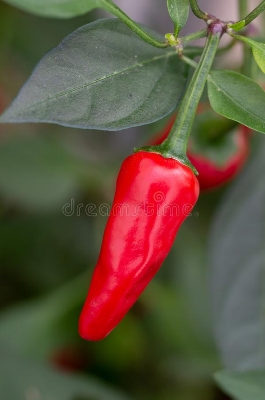 Picture of 15 Pcs - Natural Organic Red Spicy Chili Tree Seeds