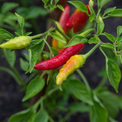 Picture of 15 Pcs - Natural Organic Red Spicy Chili Tree Seeds