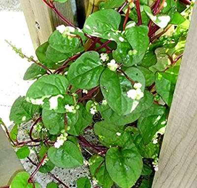 Picture of 30 Pcs Natural Greenl Puishak Seeds Seeds
